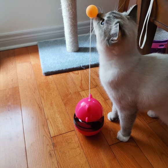 Cat tumbler toy - Picture 2 of 2